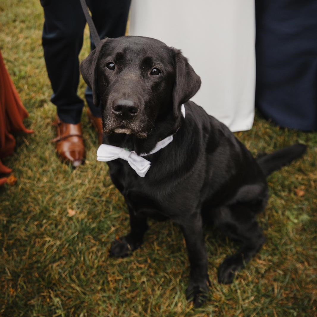 dog bow tie